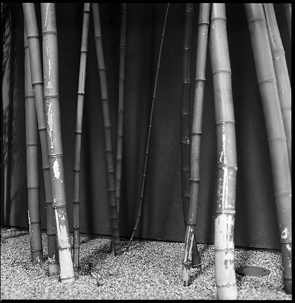 Bamboo II &copy; Dennis Mojado