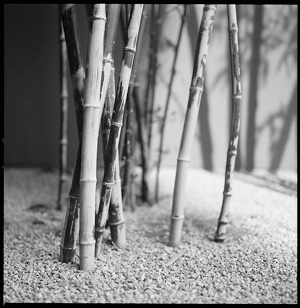 Bamboo I &copy; Dennis Mojado