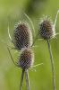 Big burrs