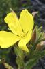 Big Yellow Flower