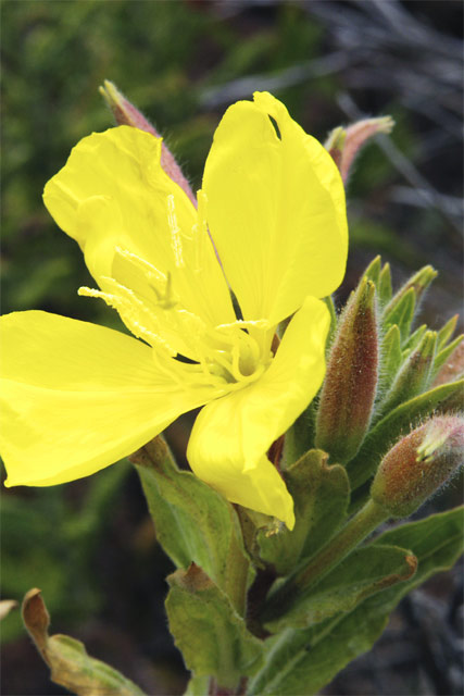 Big Yellow Flower &copy; Dennis Mojado