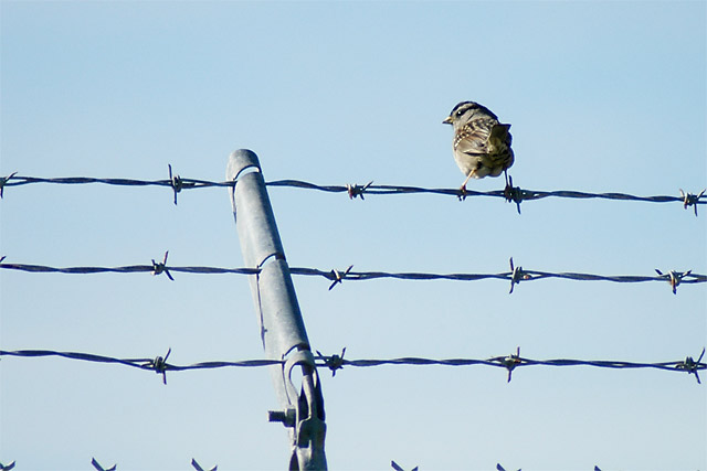 Bird Butt &copy; Dennis Mojado