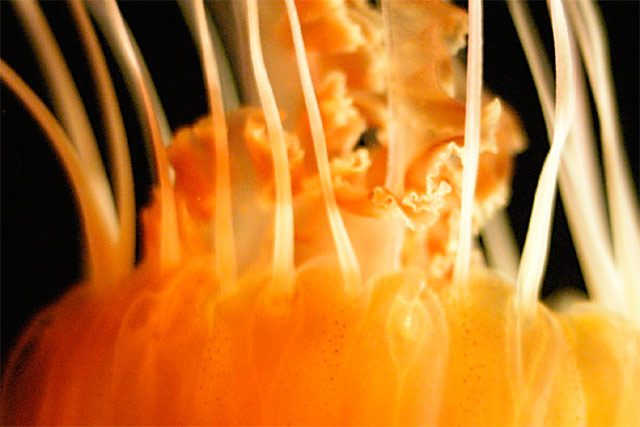 Black Sea Nettle &copy; Dennis Mojado