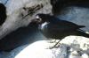 Blackbird
