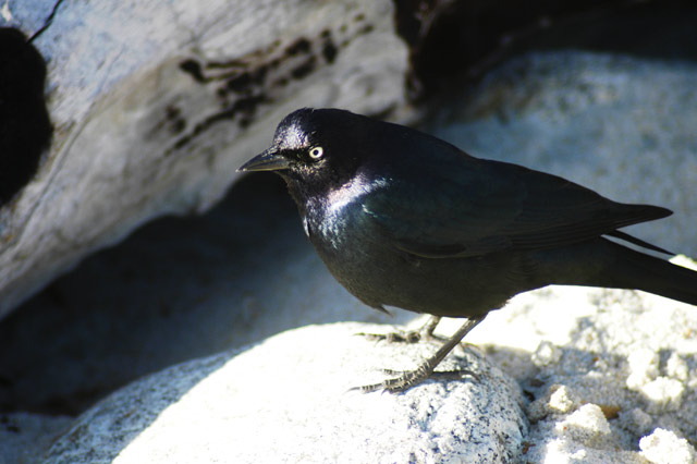 Blackbird &copy; Dennis Mojado