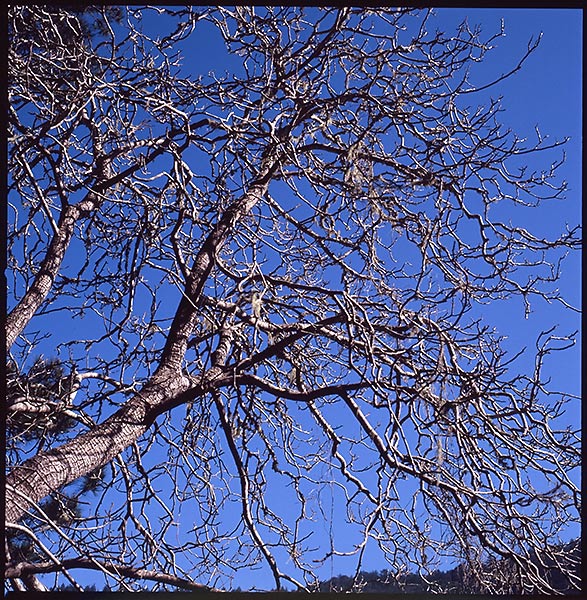 Blue and tree &copy; Dennis Mojado
