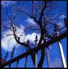 Blue Sky Tree