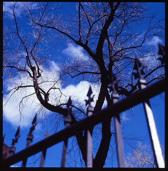 Blue Sky Tree &copy; Dennis Mojado