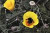 Bumble Poppy 2
