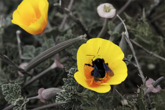 Bumble Poppy 2 &copy; Dennis Mojado