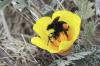 Bumble Poppy