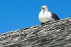 Chillin' Gull