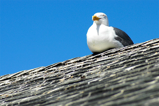Chillin' Gull &copy; Dennis Mojado