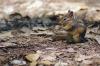 Chipmunk