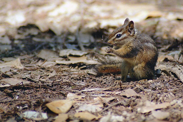 Chipmunk &copy; Dennis Mojado