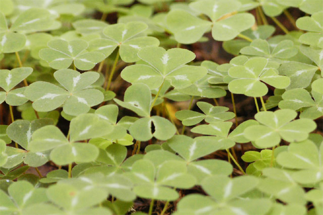 Clovers &copy; Dennis Mojado