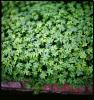 Clovers