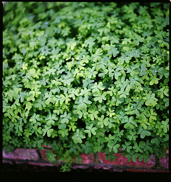 Clovers &copy; Dennis Mojado