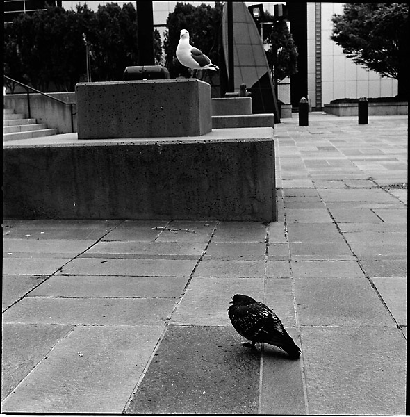 Cold Pigeon &copy; Dennis Mojado
