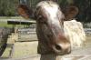 Cow pose