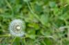 Backyard Dandelion