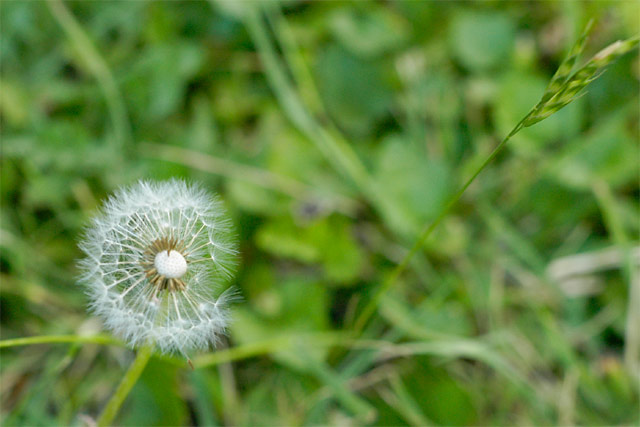 Backyard Dandelion &copy; Dennis Mojado
