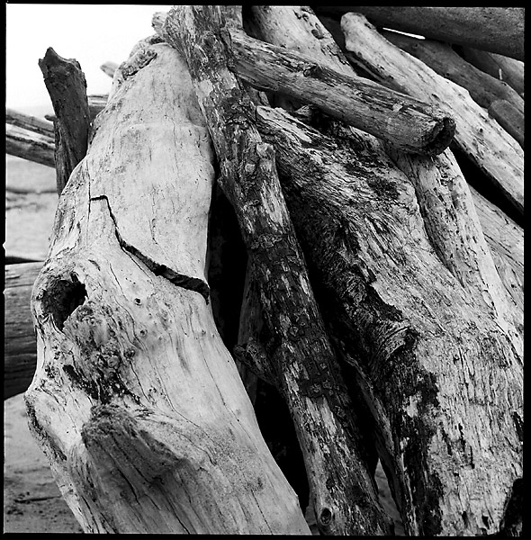 Driftwood Logs &copy; Dennis Mojado