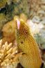 Eel