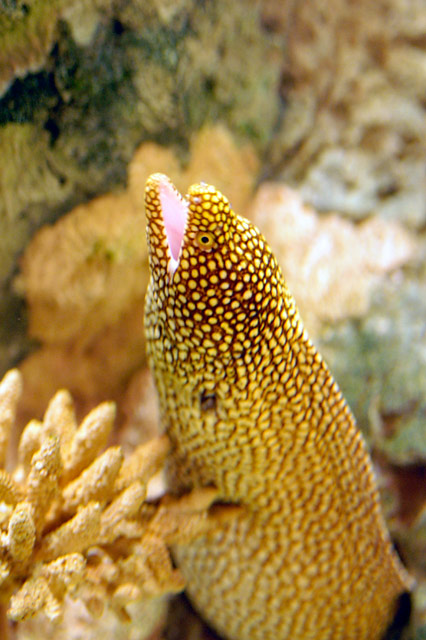 Eel &copy; Dennis Mojado