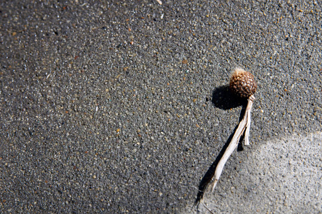 Fall on Rocky Soil &copy; Dennis Mojado