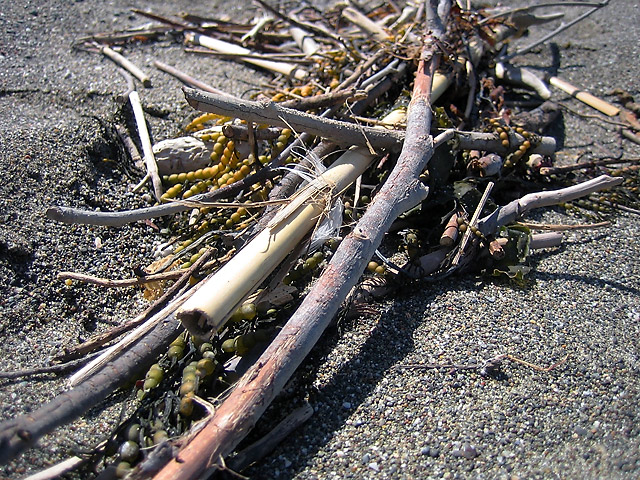 Flotsam &copy; Dennis Mojado