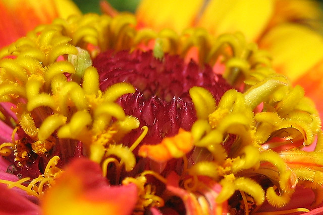 Flower I &copy; Dennis Mojado