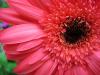 Flower II