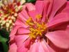 Flower II