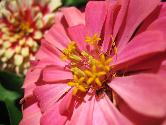 Flower II &copy; Dennis Mojado