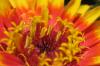 Flower III