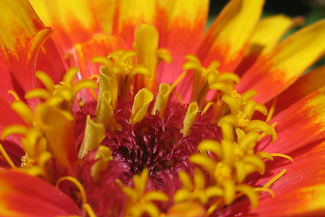 Flower III &copy; Dennis Mojado