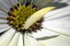 Flower IV