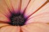Flower V