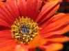 Flower VI