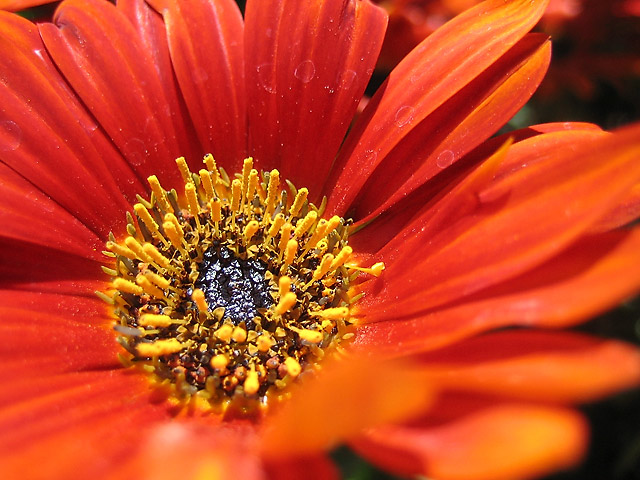 Flower VI &copy; Dennis Mojado