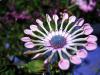 Flower VII