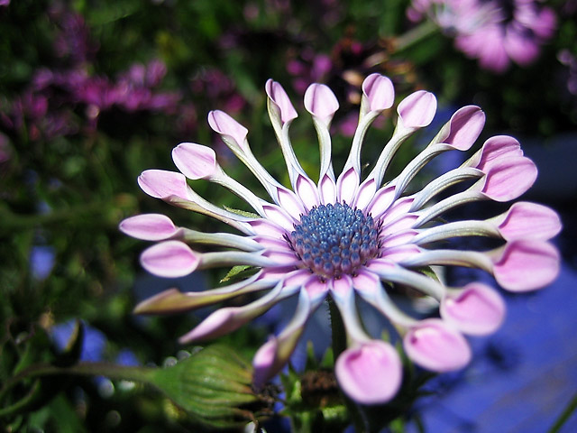 Flower VII &copy; Dennis Mojado