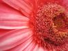 Flower I