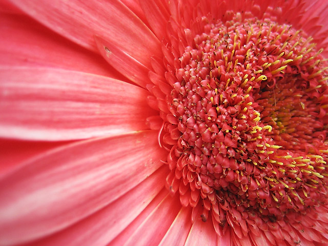 Flower I &copy; Dennis Mojado