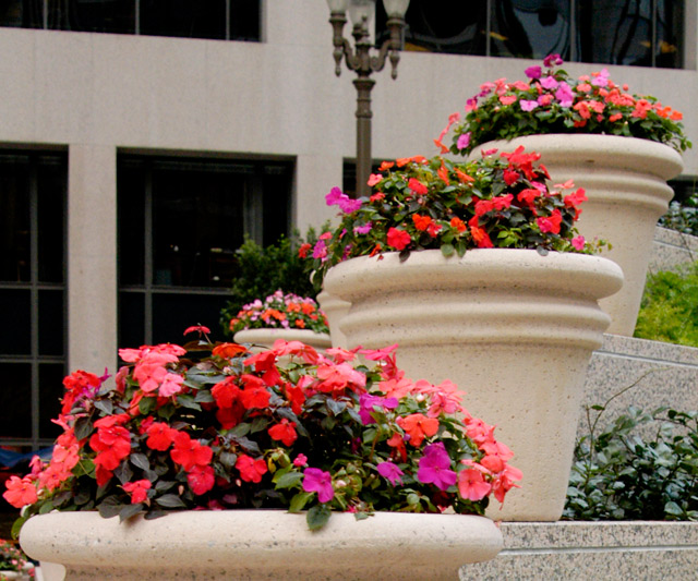 101 Cal Flower Pots &copy; Dennis Mojado