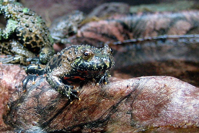 Frogs &copy; Dennis Mojado