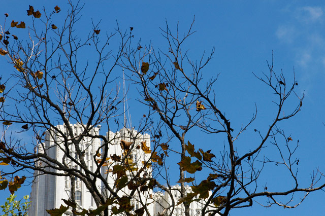 Growth SF &copy; Dennis Mojado