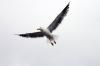 Gull, Mid-flight