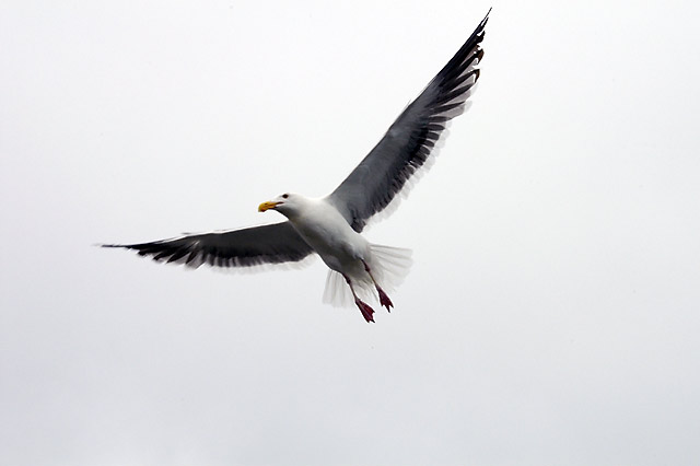 Gull, Mid-flight &copy; Dennis Mojado